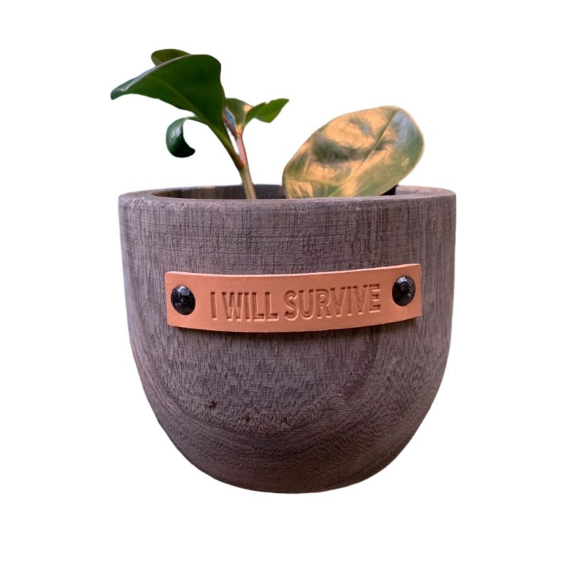 I Will Survive Paulownia Wood Planter 5 Tall 659301ed 8265 4611 9dcf 0f3c52ee980c