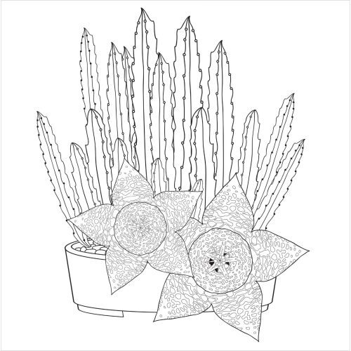 Succulents Adult Coloring Book 31 Relaxing Plants Illustrations 6