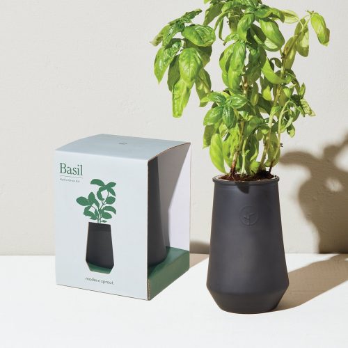 TaperedTumblers Basil